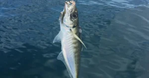 Live Bait Fishing Gold Coast