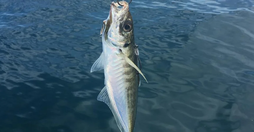 Live Bait Fishing Gold Coast