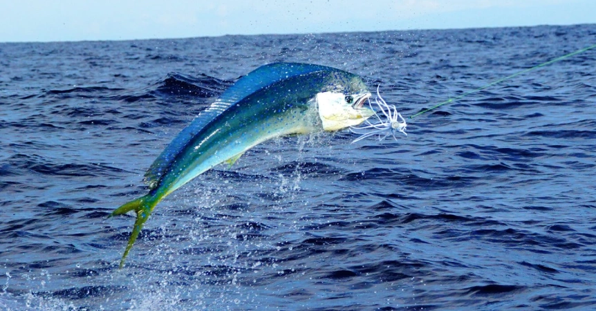 Offshore Fishing Extravaganza: Gold Coast’s Prized Deep-Sea Species