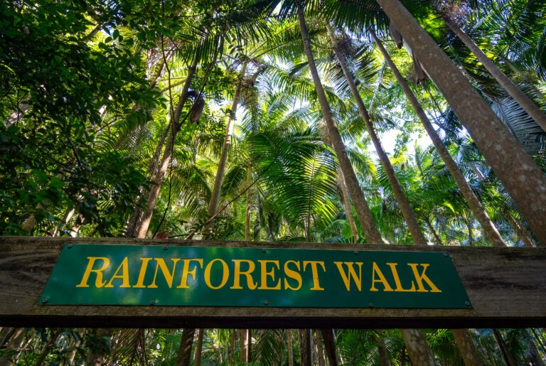 rainforest walk