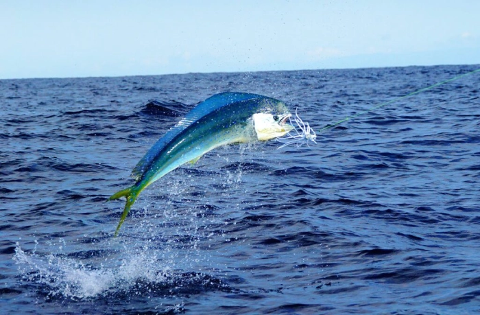 Mahi-Mahi’s Fighting Spirit