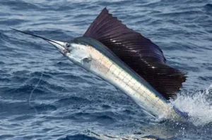 Sailfish gold coast