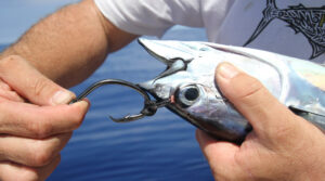 Tuna used as bait for sailfish