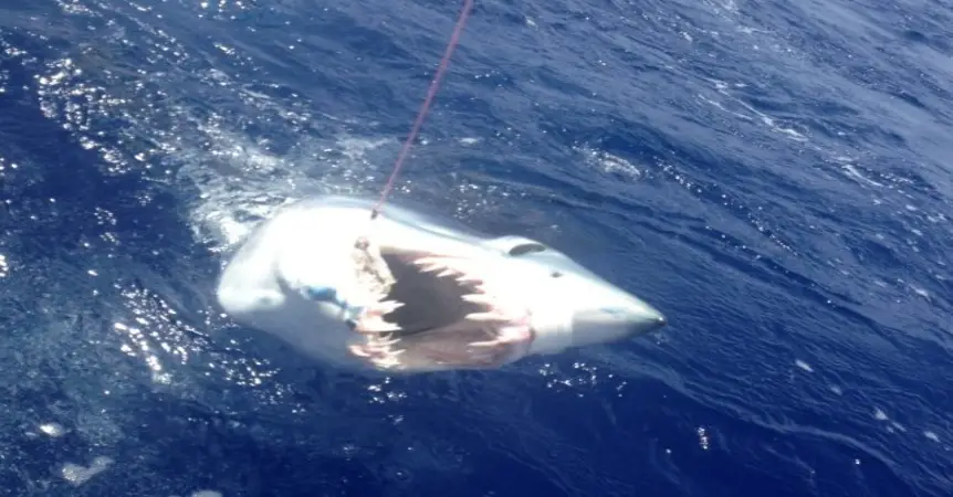 Shark Fishing Gold Coast