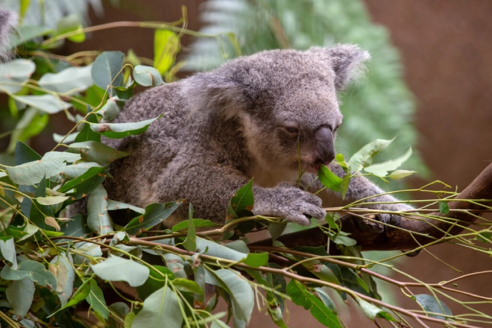 Surfing at Currumbin Alley: A World-Famous Break
