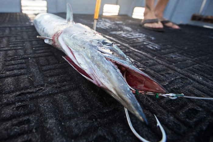 Celebrating Triumphs: Tournaments and Culinary Journeys