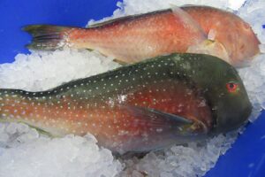 venus tuskfish on ice