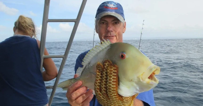 Venus Tuskfish – Gold Coast Fishing