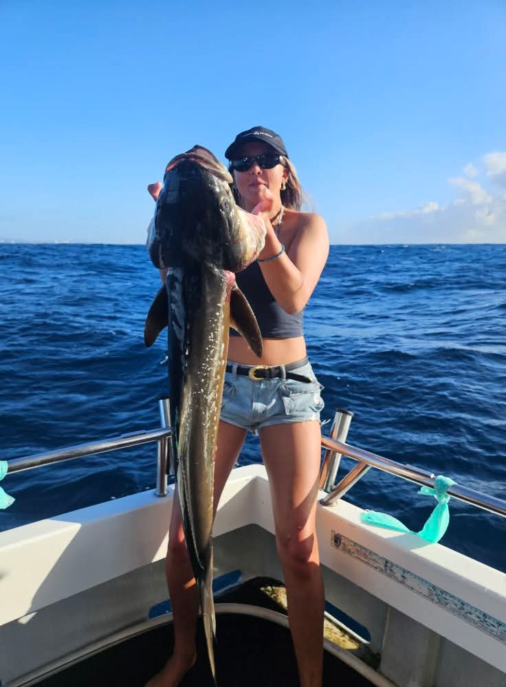 A cobia caught while deep sea fishing off the gold coast