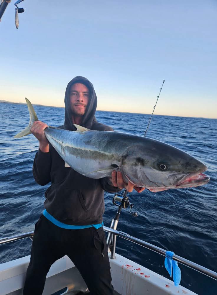 yellowtail kingfish