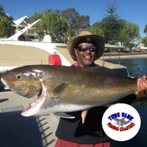 kingfish vs amberjack Gold coast