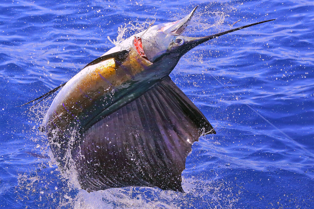 Bill Fish Rodeo Australian International Billfish Tournament - Gold Coast