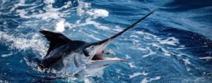 Australian international billfish tournament