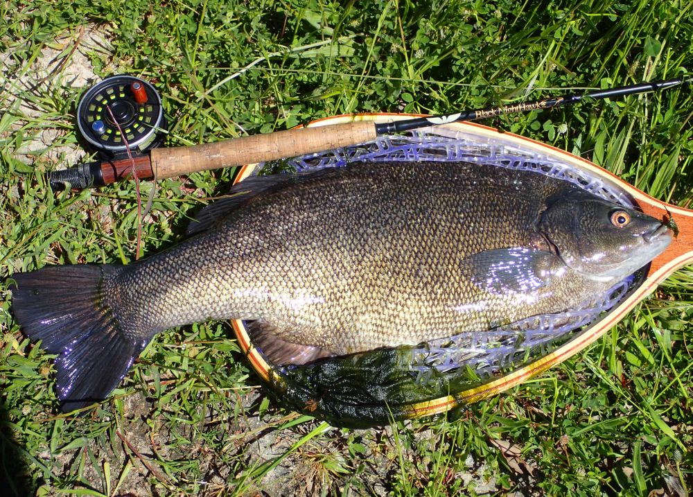 silver perch