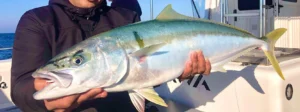 kingfish gold coast