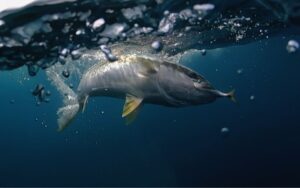 kingfish underwater