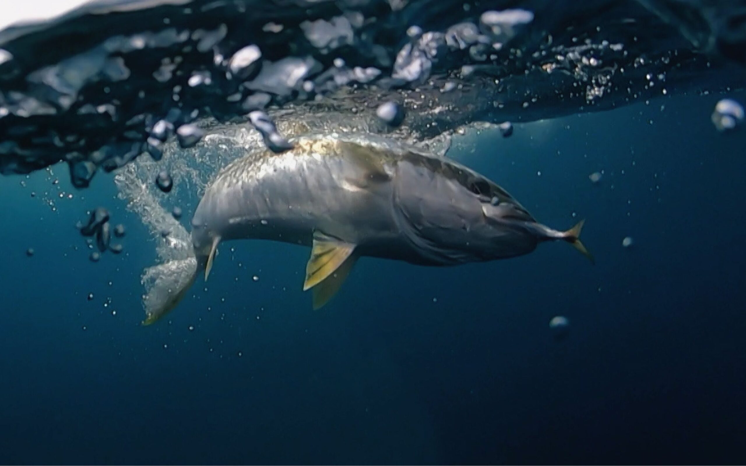 kingfish underwater
