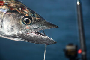 spotted mackerel teeth