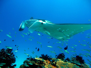 ocean currents manta ray