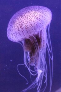 jellyfish riding the current