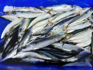 slimy mackerel