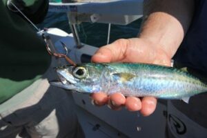slimy mackerel used as live bait